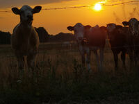 Fewo Rundum Natur Picture 10