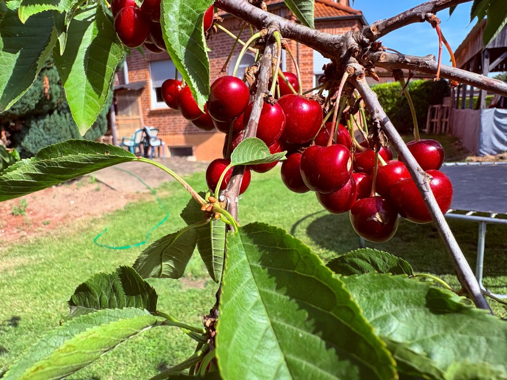 In unserem Garten