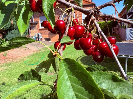 In unserem Garten