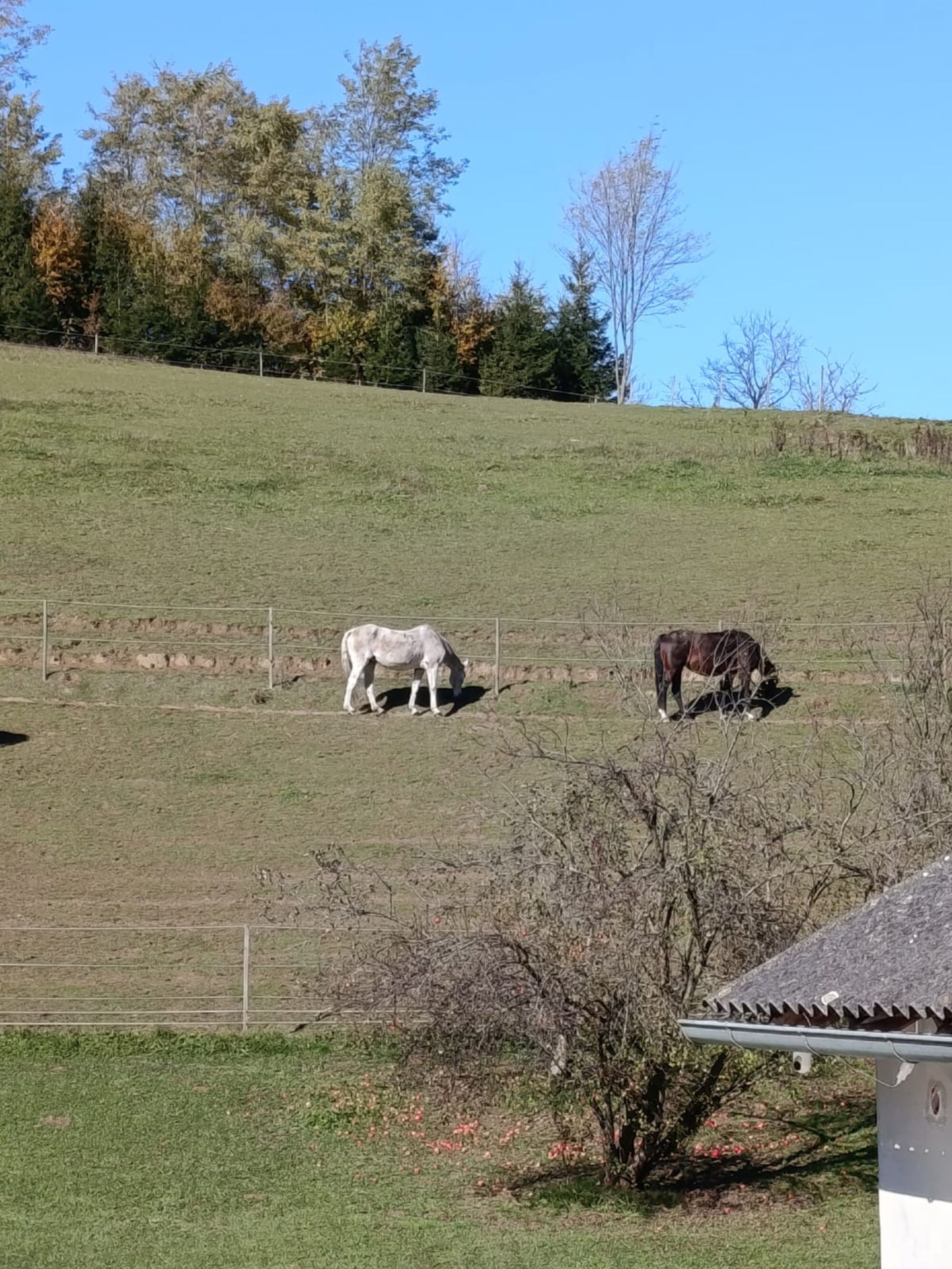 ausblick auf die Pferdewiese
