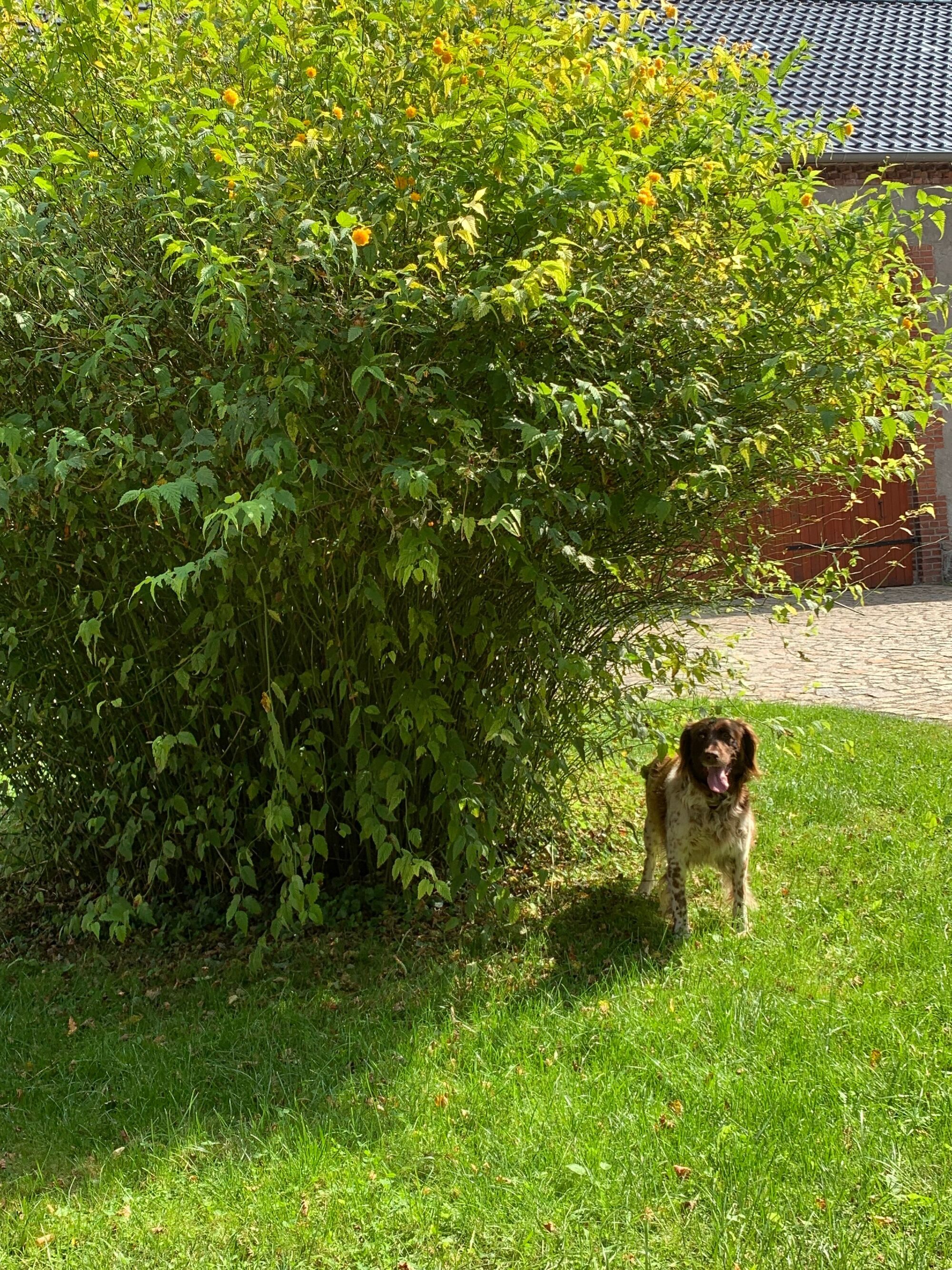Unser Hund
