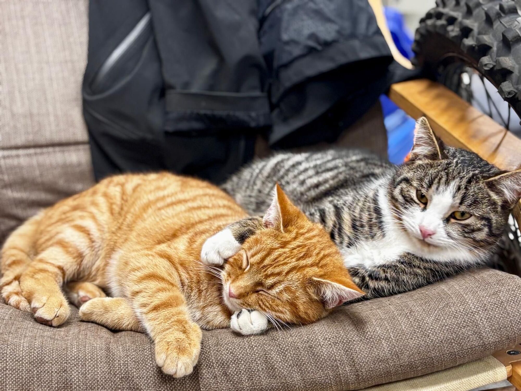 Unsere Katzen