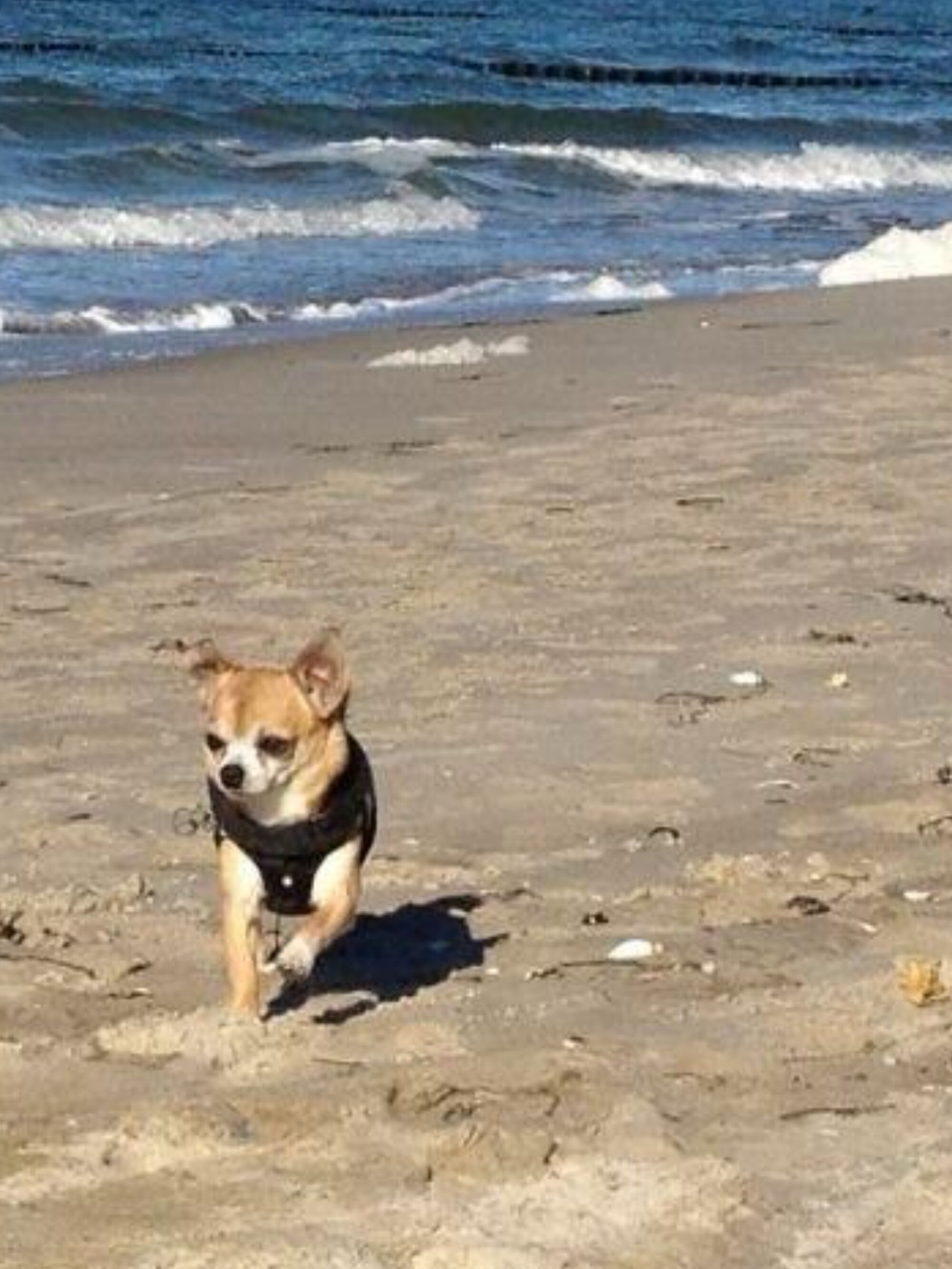 Hundestrand