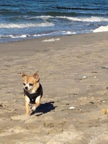 Hundestrand