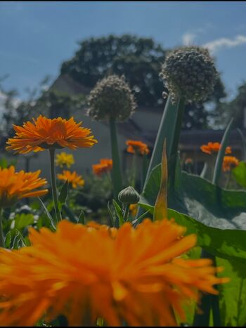 Im Garten
