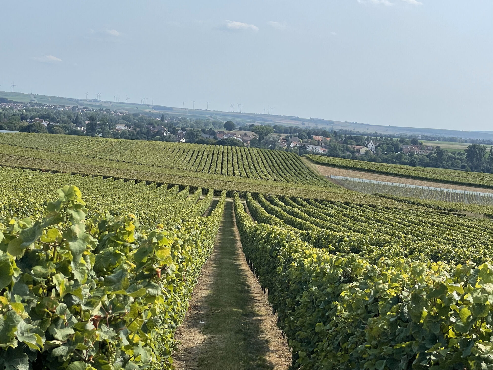 Weinberge im Umkreis Selzen