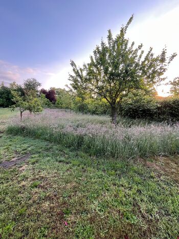 Obstbaumwiese